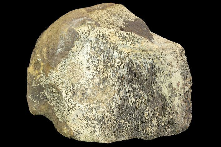 Fossil Triceratops Bone Section - North Dakota #120504
